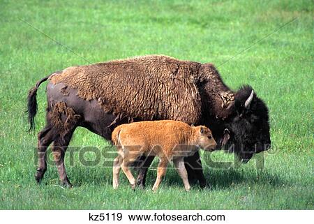 bison calf walking alongside cow yellowstone national park, wy View Large Photo Image Stock Photo - bison calf walking alongside cow yellowstone national park, wy. Fotosearch