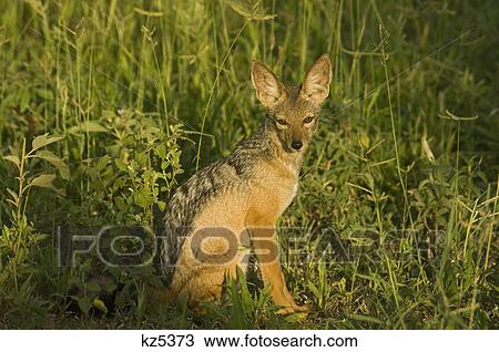 Stock Image - black backed jackal sitting in grass tarangire national park tanzania africa. Fotosearch