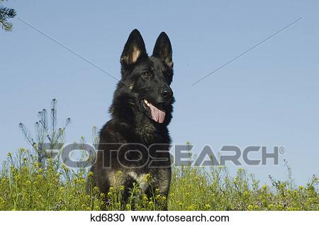black coat german shepherd dog outdoors View Large Photo Image Stock Image - black coat german shepherd dog outdoors. Fotosearch