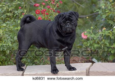 black coated pug standing stone wall looking at camera outdoors View Large Photo Image Stock Image - black coated pug standing stone wall looking at camera outdoors. Fotosearch