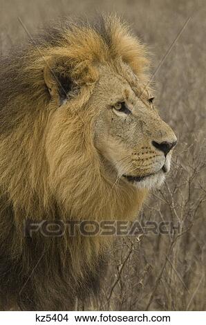 Picture - black maned lion lake nakuru national park kenya africa. Fotosearch