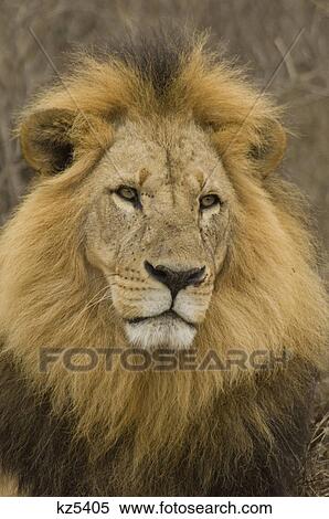 Stock Photography - black maned lion lake nakuru national park kenya africa. Fotosearch