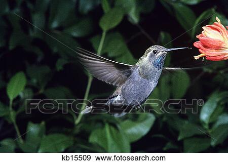 Stock Photo - blue throat hummingbird hovering before flower. Fotosearch