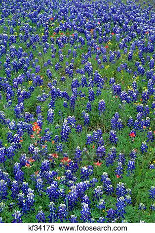 bluebonnets and indian paintbrush wildflowers in field View Large Photo Image Stock Photography - bluebonnets and indian paintbrush wildflowers in field. Fotosearch