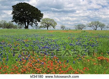 bluebonnets, indian paintbrush, oaks l. b. j. state park, near johnson city texas View Large Photo Image Stock Image - bluebonnets, indian paintbrush, oaks l. b. j. state park, near johnson city texas. Fotosearch