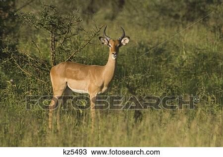 Stock Image - bohor reedbuck looking at camera tarangire national park tanzania africa. Fotosearch