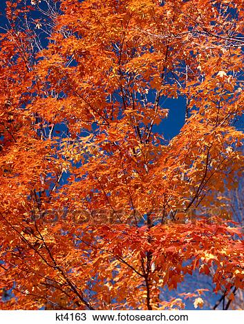 bright orange and red autumn leaves against blue sky View Large Photo Image Stock Image - bright orange and red autumn leaves against blue sky. Fotosearch