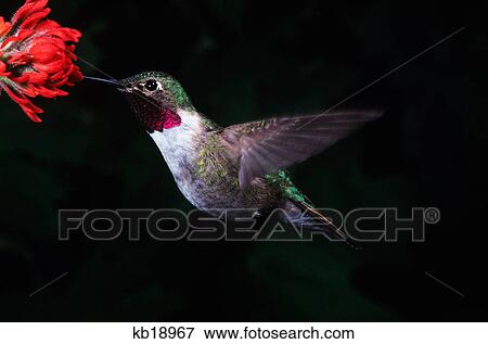 Stock Photo - broad tail hummingbird at red flower. Fotosearch