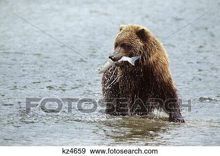 Stock Photo - brown bear in river with salmon in mouth mcneil river state game sanctuary, ak ursus arctos horribilis. Fotosearch
