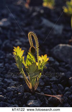 Stock Image - budding poppy flower growing in rocky soil. Fotosearch