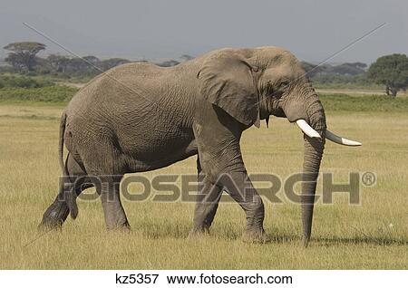 Stock Photo - bull african elephant walking in plains amboseli national park kenya africa. Fotosearch