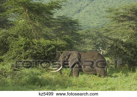 Stock Photo - bull elephant in forest ngorongoro crater tanzania africa. Fotosearch