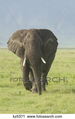 Stock Image - bull elephant walking in plains of ngorongoro crater tanzania africa loxodonta africana. Fotosearch