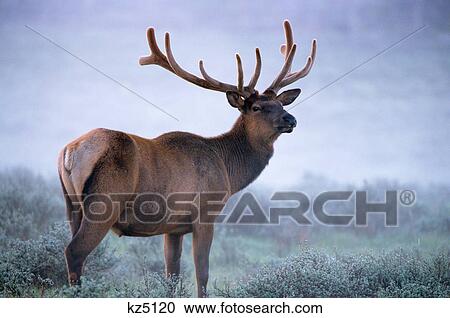 Stock Image - bull elk in velvet in early morning mist cervus elaphus yellowstone national park, wy. Fotosearch