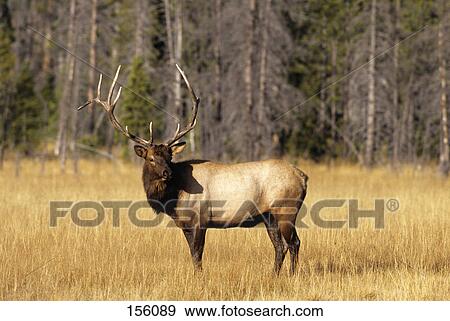 bull elk standing in meadow yellowstone national park wyoming View Large Photo Image Stock Photo - bull elk standing in meadow yellowstone national park wyoming. Fotosearch
