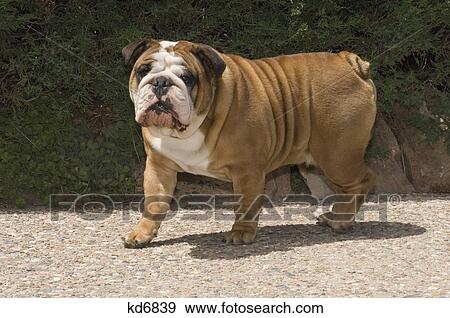 bulldog looking at camera standing full figure View Large Photo Image Stock Photo - bulldog looking at camera standing full figure. Fotosearch