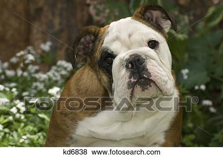 bulldog looking at camera View Large Photo Image Stock Photo - bulldog looking at camera. Fotosearch