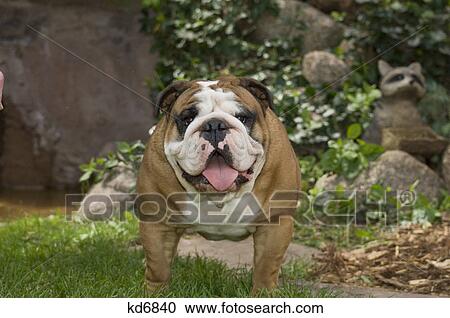bulldog outdoor head on View Large Photo Image Stock Image - bulldog outdoor head on. Fotosearch