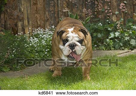 bulldog outdoor in grassy backyard View Large Photo Image Stock Image - bulldog outdoor in grassy backyard. Fotosearch