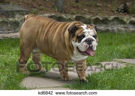 bulldog outdoor in grassy backyard View Large Photo Image Stock Image - bulldog outdoor in grassy backyard. Fotosearch