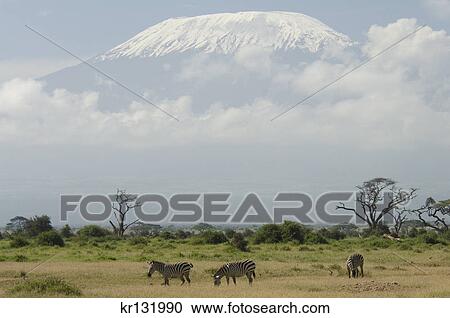 Stock Image - burchell's zebras standing in plains with mount kilimanjaro in clouds in background amboseli kenya africa. Fotosearch