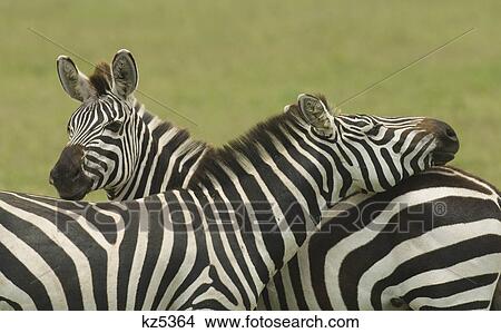 Picture - burchells zebras standing with their heads on each others back serengeti national park tanzania africa. Fotosearch