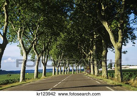 burgundy region, france tree lined road by vineyards View Large Photo Image Stock Image - burgundy region, france tree lined road by vineyards. Fotosearch
