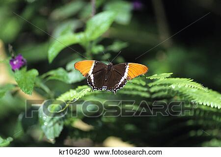 Stock Image - butterfly costa rica. Fotosearch