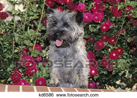 cairn terrier standing on brick ledge View Large Photo Image Stock Photograph - cairn terrier standing on brick ledge. Fotosearch
