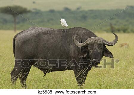 cape buffalo standing with cattle egret on its back masai mara national reserve kenya africa View Large Photo Image Stock Photo - cape buffalo standing with cattle egret on its back masai mara national reserve kenya africa. Fotosearch