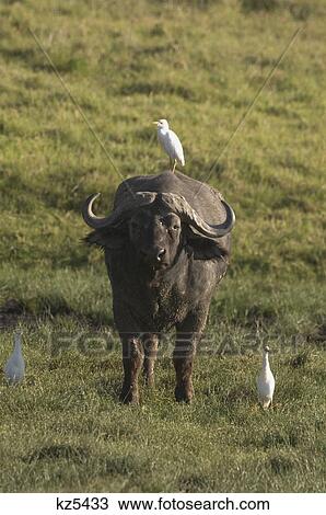 cape buffalo with three white cattle egrets ngorongoro crater tanzania africa View Large Photo Image Stock Image - cape buffalo with three white cattle egrets ngorongoro crater tanzania africa. Fotosearch