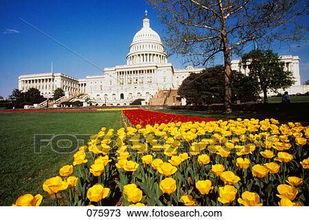 capitol washington dc View Large Photo Image Stock Image - capitol washington dc. Fotosearch