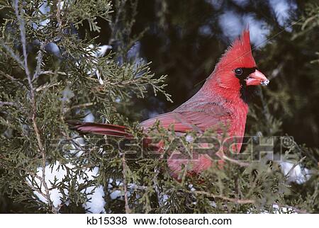 cardinal cardinalis cardinalis in pine branch View Large Photo Image Stock Photo - cardinal cardinalis cardinalis in pine branch. Fotosearch