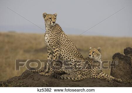 Stock Image - cheetah and young on termite mound serengeti tanzania africa. Fotosearch