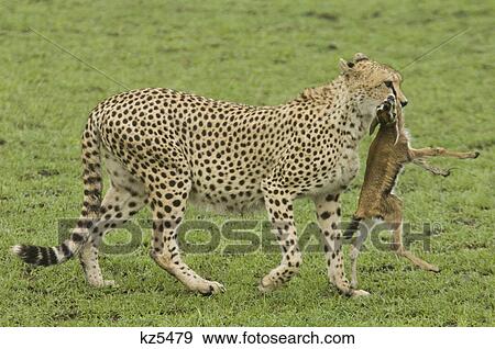 cheetah carrying young thomson's gazelle by the throat masai mara national reserve kenya africa View Large Photo Image Stock Photo - cheetah carrying young thomson's gazelle by the throat masai mara national reserve kenya africa. Fotosearch