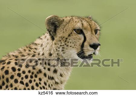 cheetah head shot masai mara national reserve kenya africa View Large Photo Image Stock Photograph - cheetah head shot masai mara national reserve kenya africa. Fotosearch