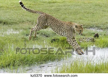 cheetah jumping over water ngorongoro crater tanzania africa View Large Photo Image Stock Image - cheetah jumping over water ngorongoro crater tanzania africa. Fotosearch
