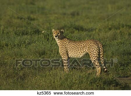 Stock Photography - cheetah standing in grassy plain serengeti national park tanzania africa. Fotosearch