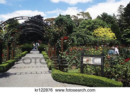 christchurch, new zealand rose garden in christchurch botanical gardens View Large Photo Image Stock Photograph - christchurch, new zealand rose garden in christchurch botanical gardens. Fotosearch