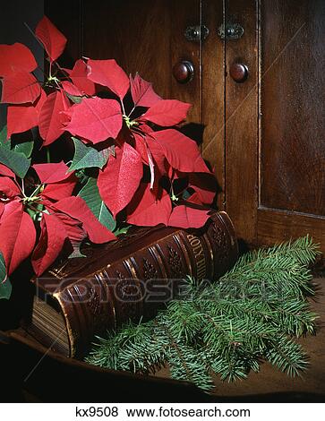 Stock Photo - christmas still life red poinsettia pine branch wooden cabinet and antique bible. Fotosearch