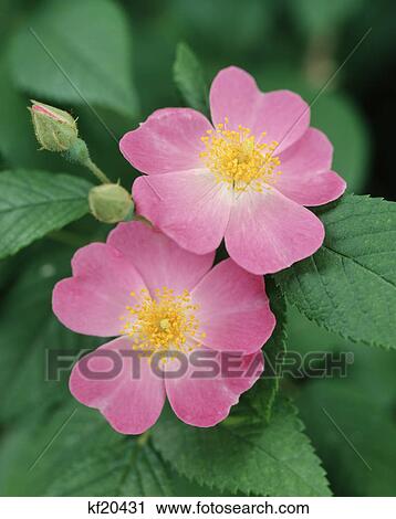 close-up detail of pink wild rose bloom View Large Photo Image Stock Image - close-up detail of pink wild rose bloom. Fotosearch