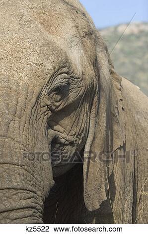 Stock Image - close-up elephant head loxodonta africana samburu national reserve kenya africa. Fotosearch
