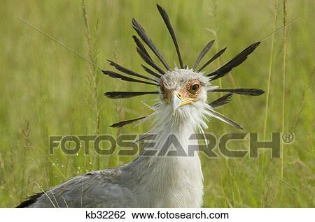 Stock Image - close-up head shot secretary bird masai mara national reserve kenya africa. Fotosearch
