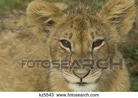 Stock Image - close-up lion cub head shot masai mara national reserve kenya africa. Fotosearch