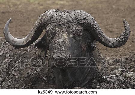 Stock Photo - close-up muddy face and horns african cape water buffalo ngorongoro crater tanzania africa. Fotosearch