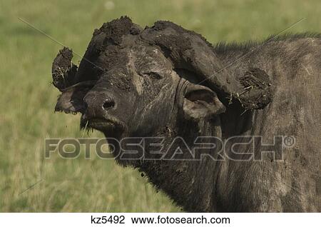 close-up muddy face cape buffalo masai mara national reserve kenya africa View Large Photo Image Stock Image - close-up muddy face cape buffalo masai mara national reserve kenya africa. Fotosearch