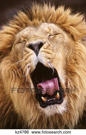 Stock Photograph - close-up of asiatic lion yawning panthera leo. Fotosearch
