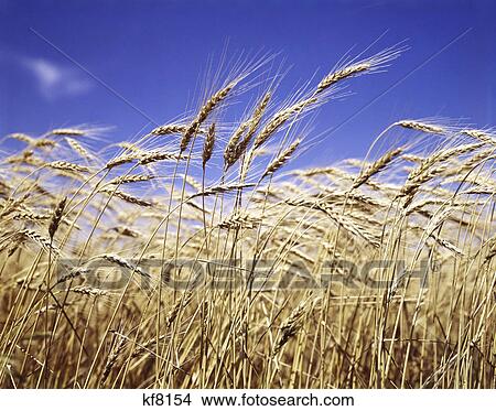 close-up of heads of wheat stalks against blue sky View Large Photo Image Picture - close-up of heads of wheat stalks against blue sky. Fotosearch