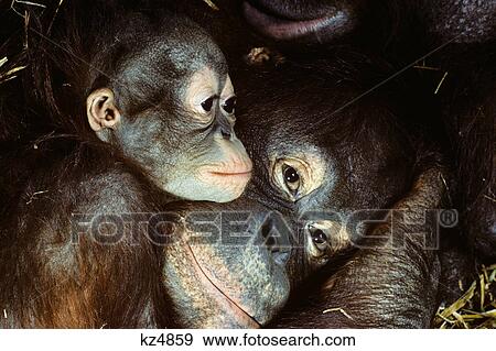 close-up of orangutan mother and baby pongo pygmaeus View Large Photo Image Stock Photo - close-up of orangutan mother and baby pongo pygmaeus. Fotosearch