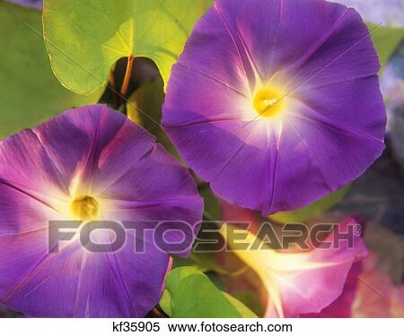 close-up of two morning glory flowers View Large Photo Image Stock Photography - close-up of two morning glory flowers. Fotosearch